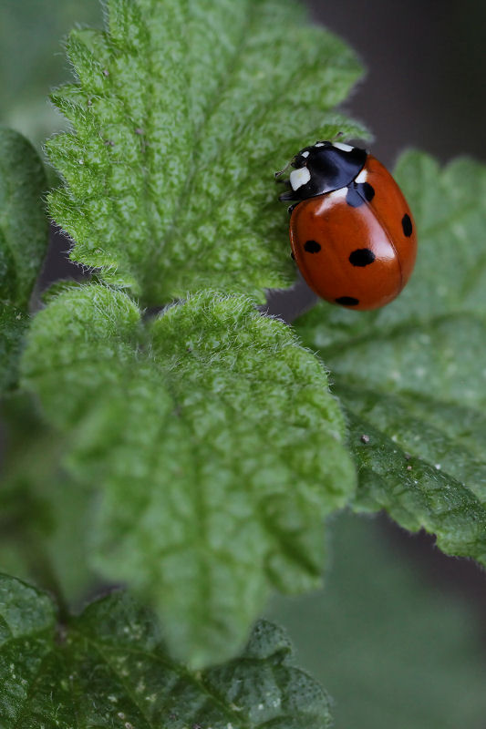 Coccinella septempunctata 