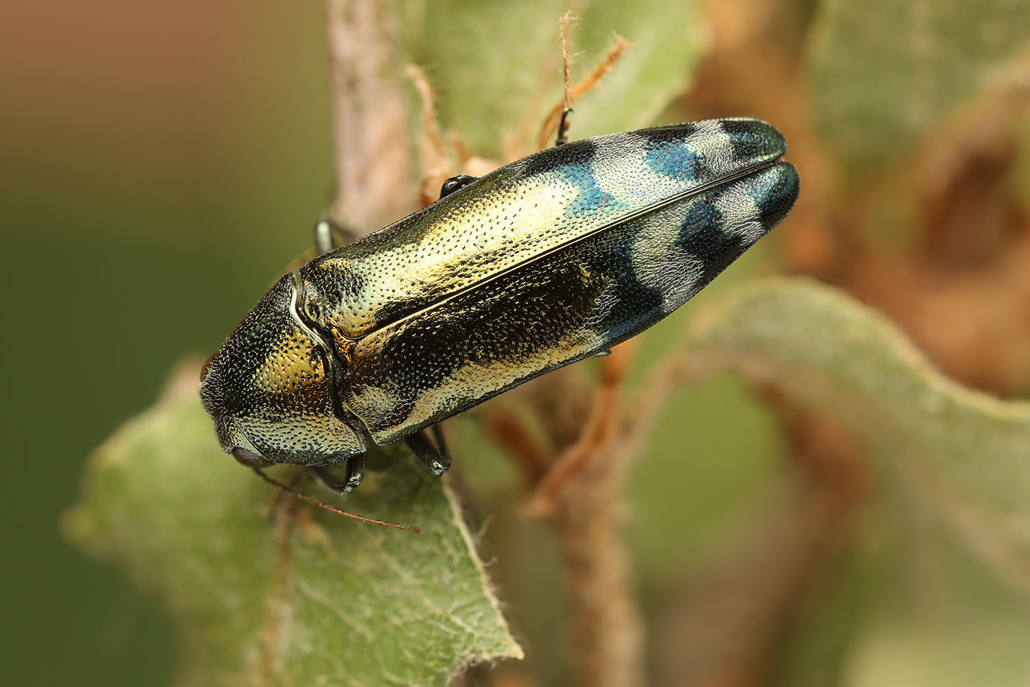 Coraebus fasciatus 