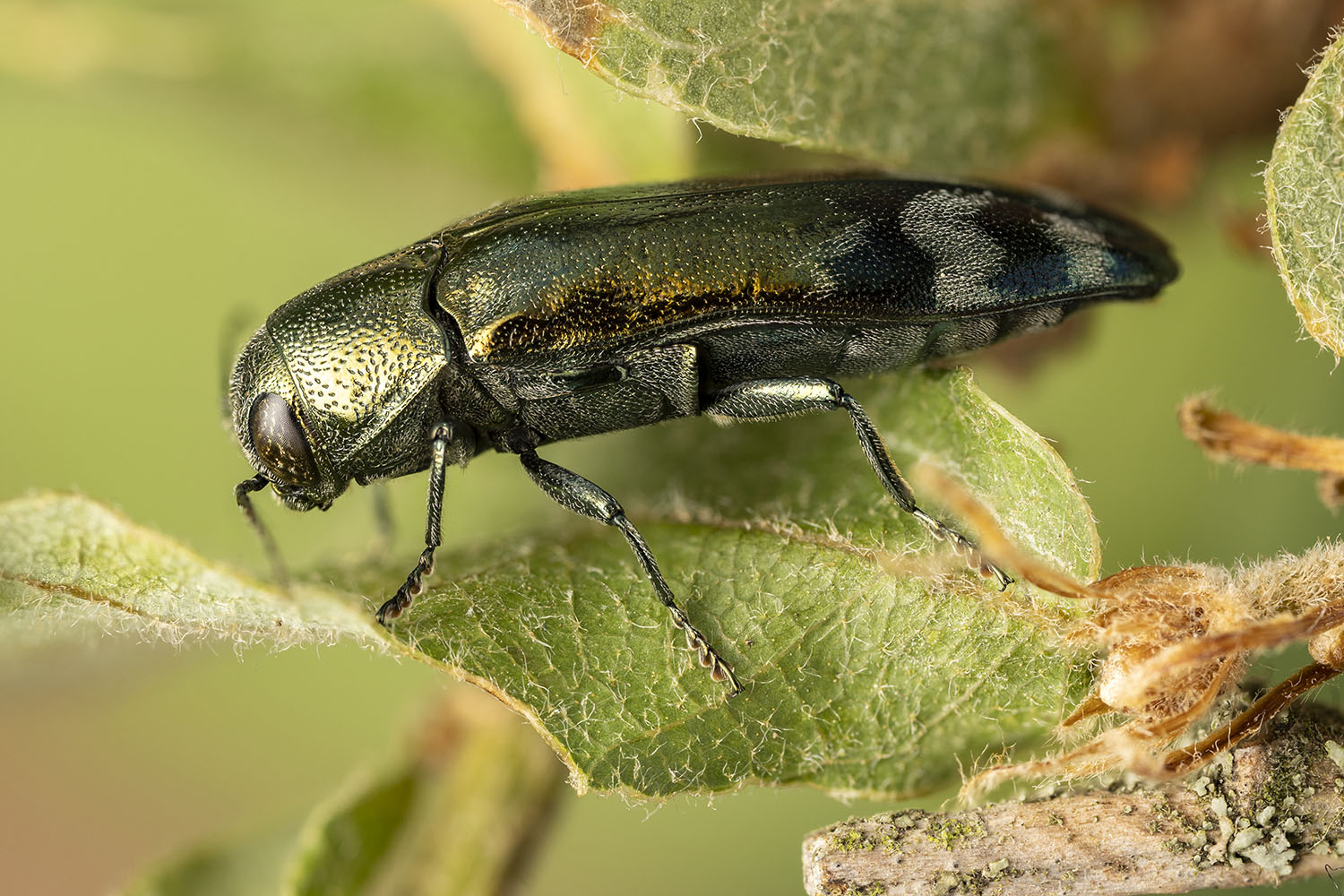 Coraebus fasciatus 