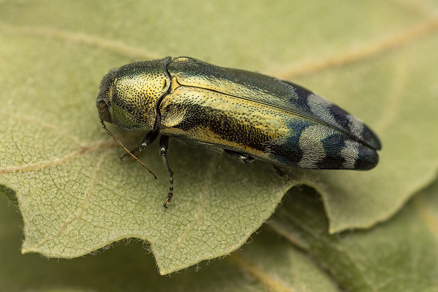 Coraebus fasciatus 