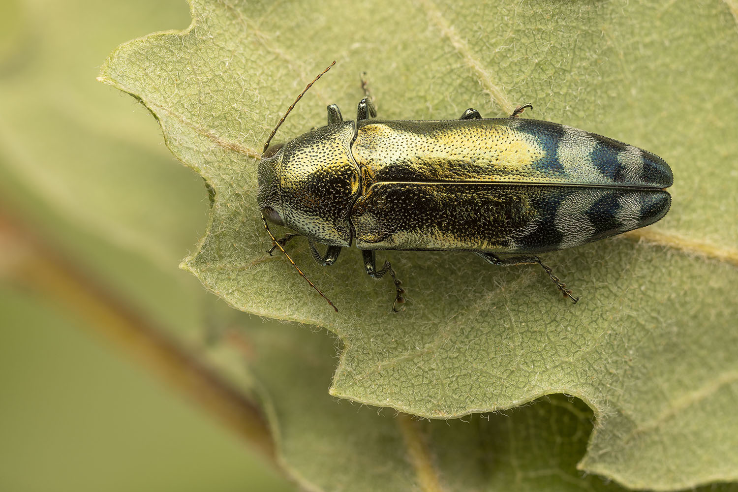 Coraebus fasciatus 