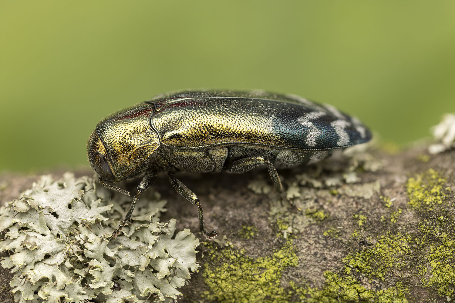 Coraebus oertzeni 