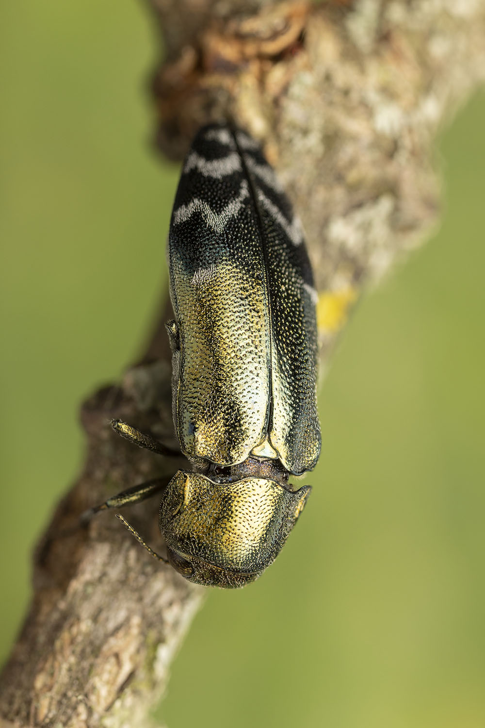 Coraebus oertzeni 