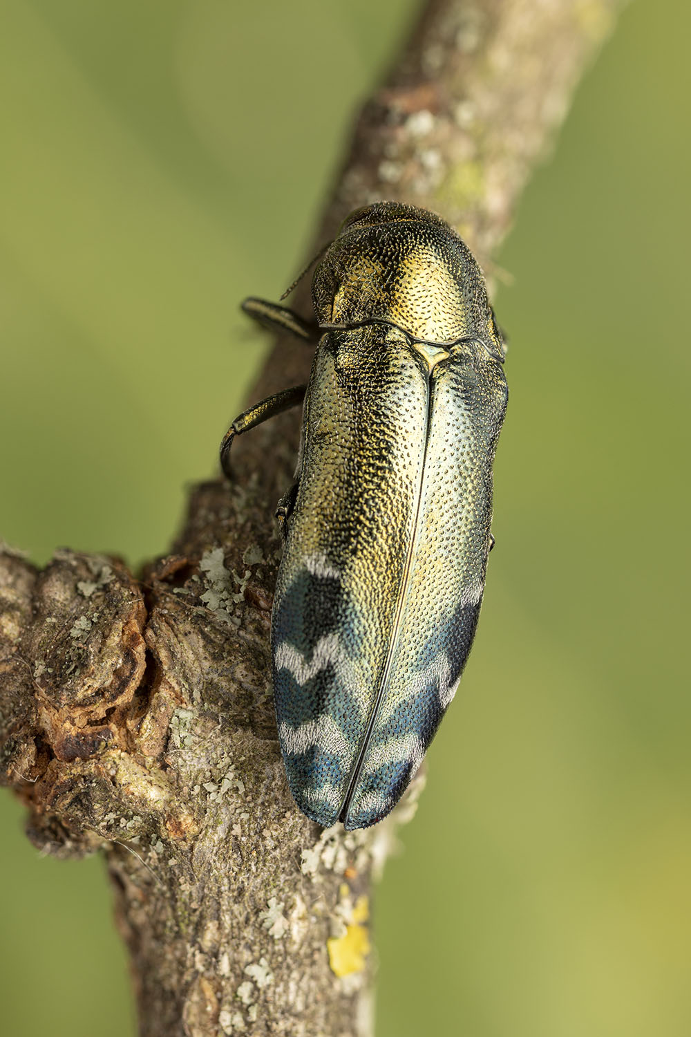 Coraebus oertzeni 