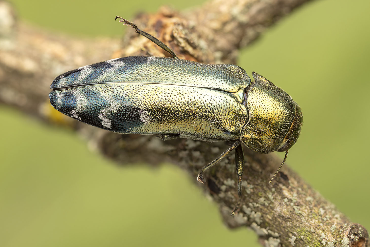 Coraebus oertzeni 