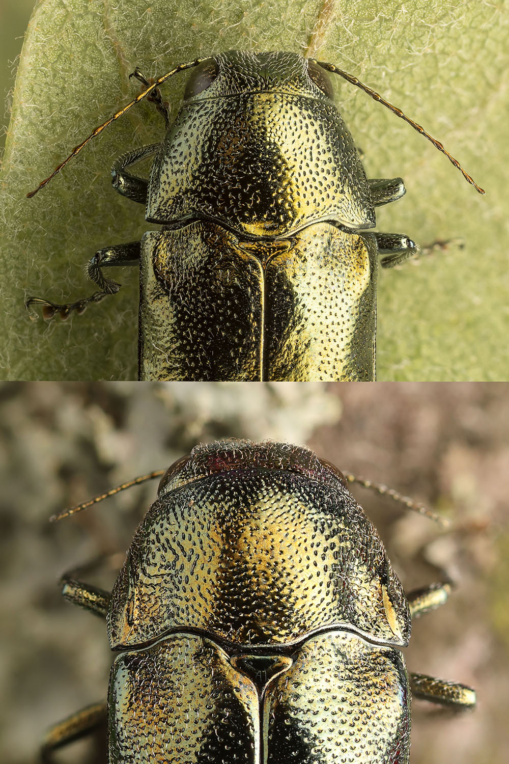 Coraebus oertzeni 