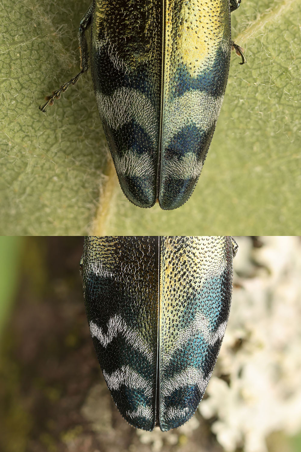 Coraebus oertzeni 