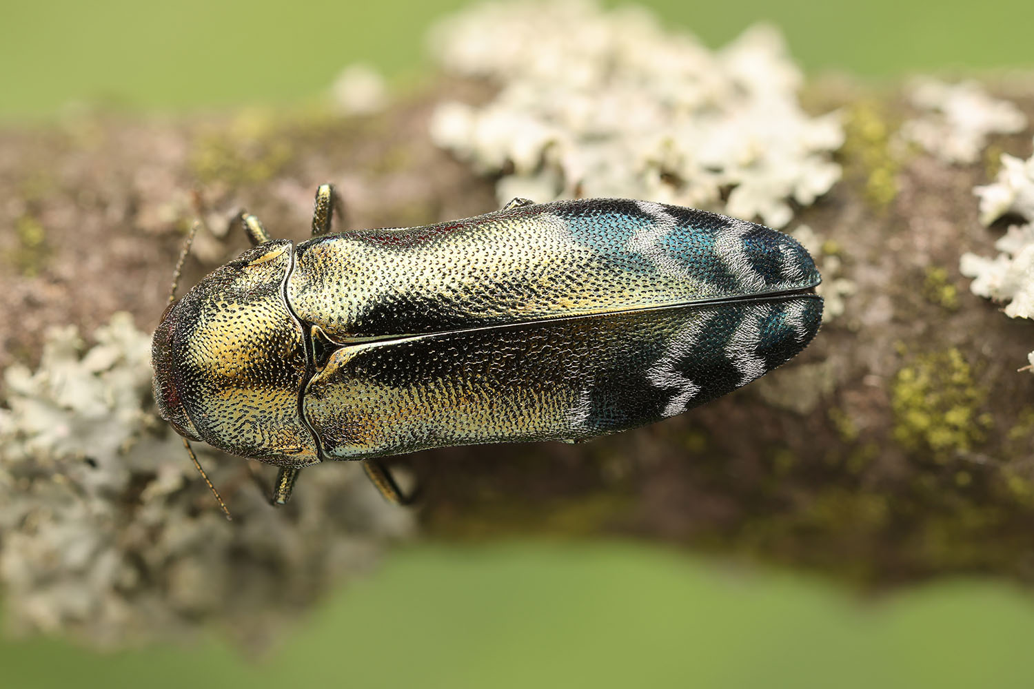 Coraebus oertzeni 