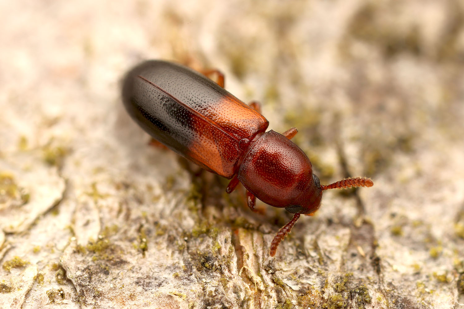 Corticeus bicoloroides 