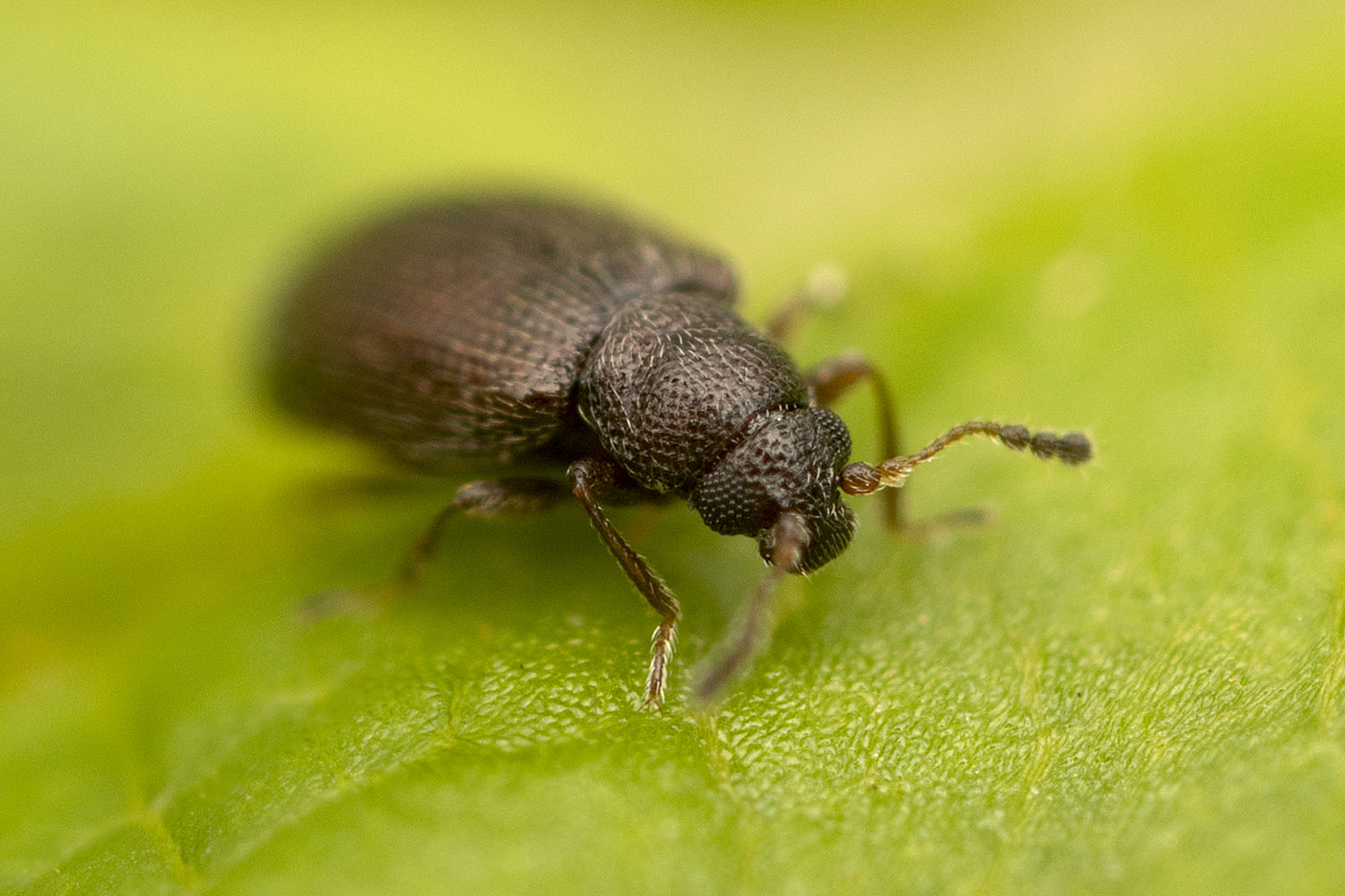 Cortinicara gibbosa 