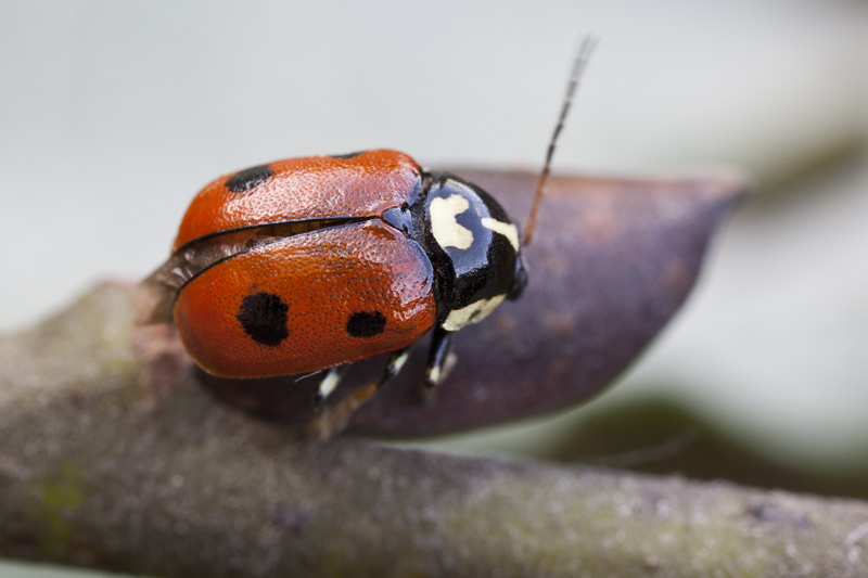 Cryptocephalus cordiger 