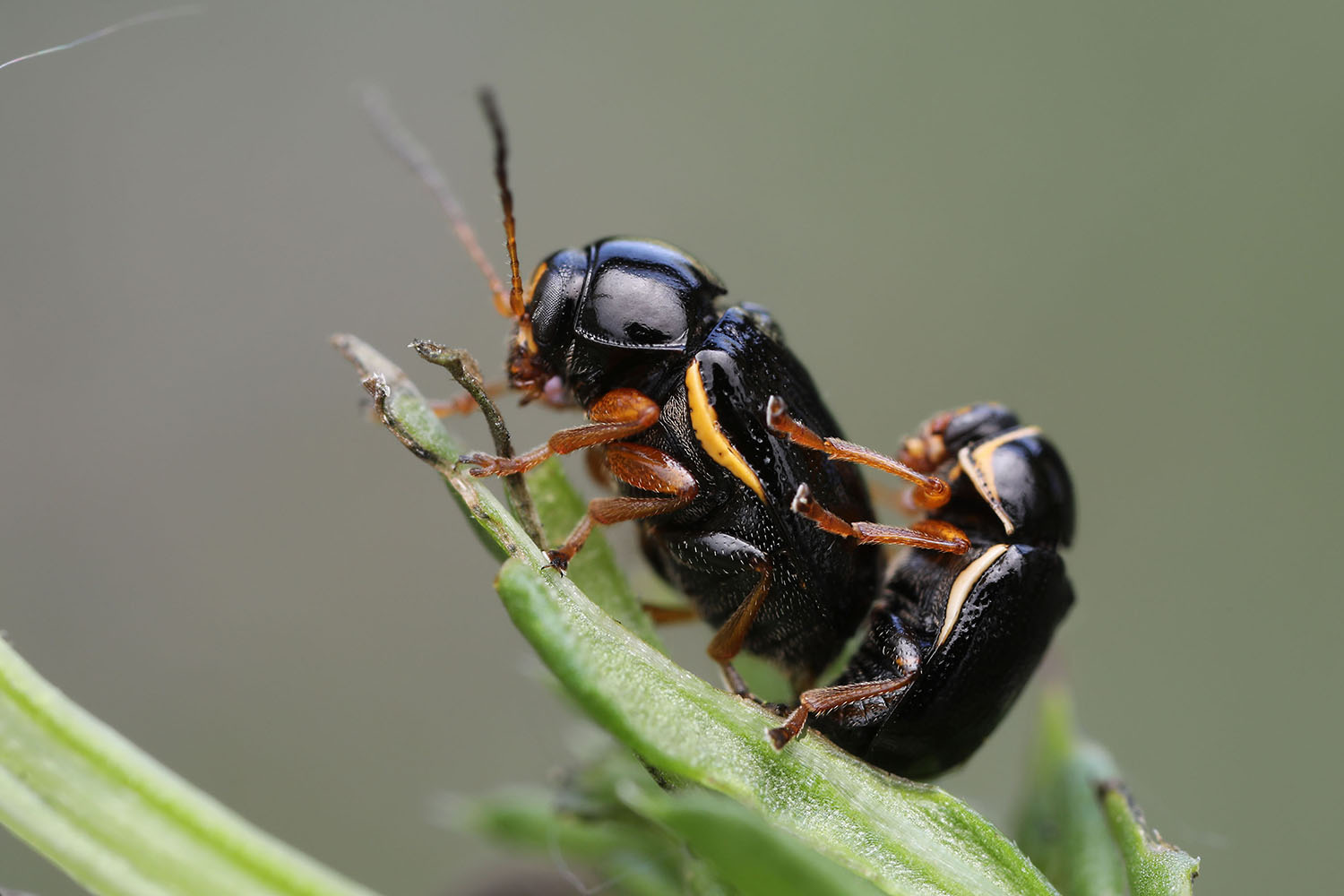 Cryptocephalus flavipes 