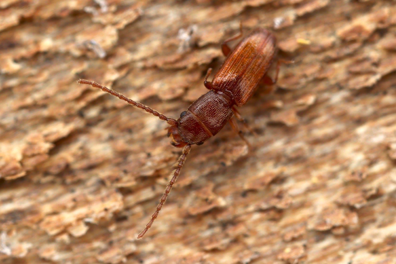 Cryptolestes ferrugineus 