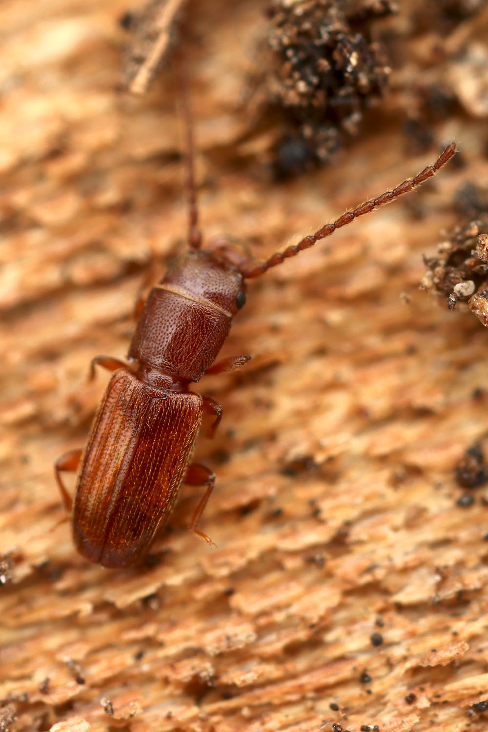 Cryptolestes ferrugineus 