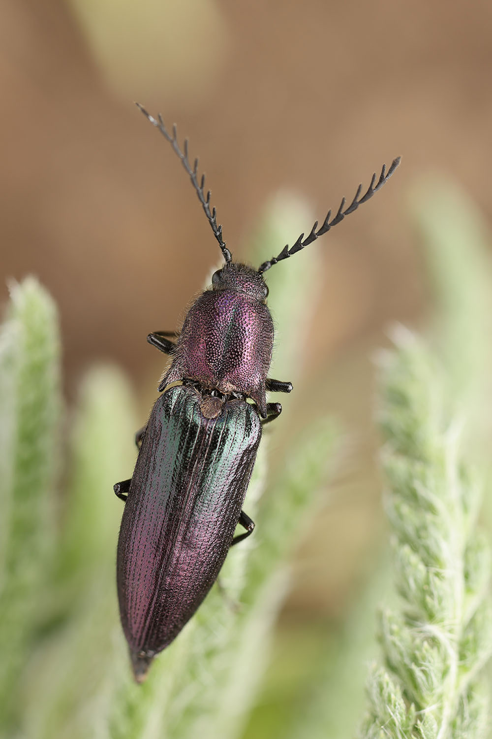 Ctenicera cuprea 