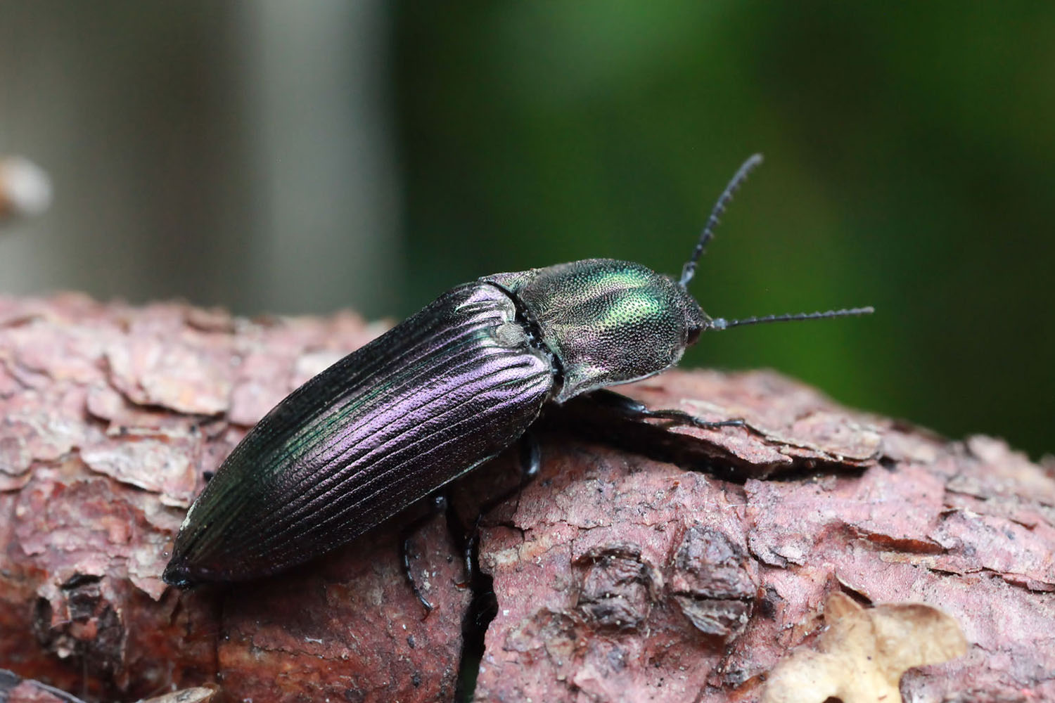 Ctenicera cuprea 