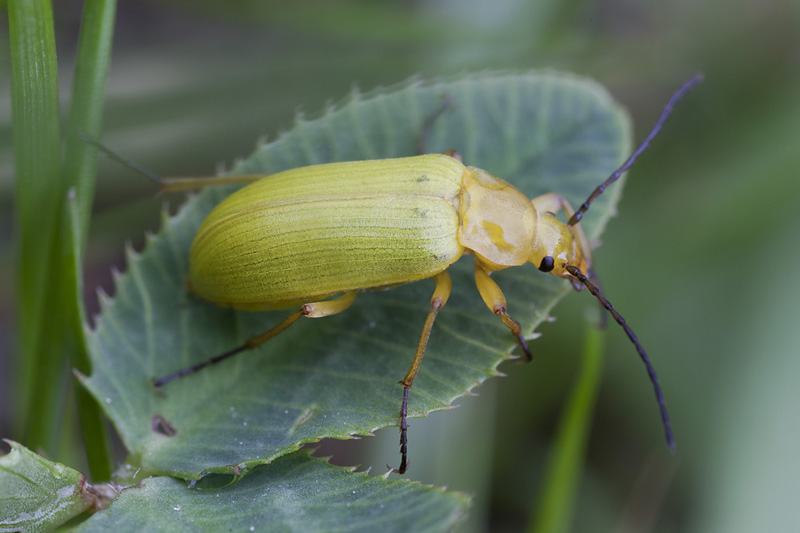 Cteniopus sulphureus 