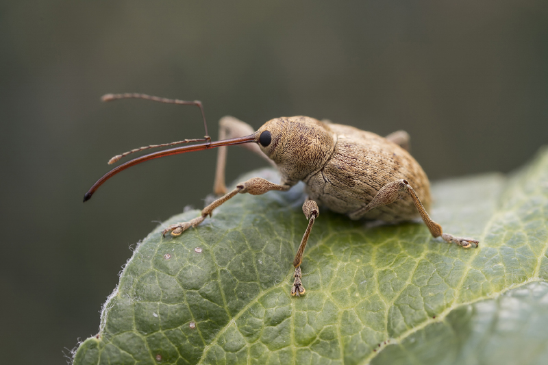 Curculio elephas 