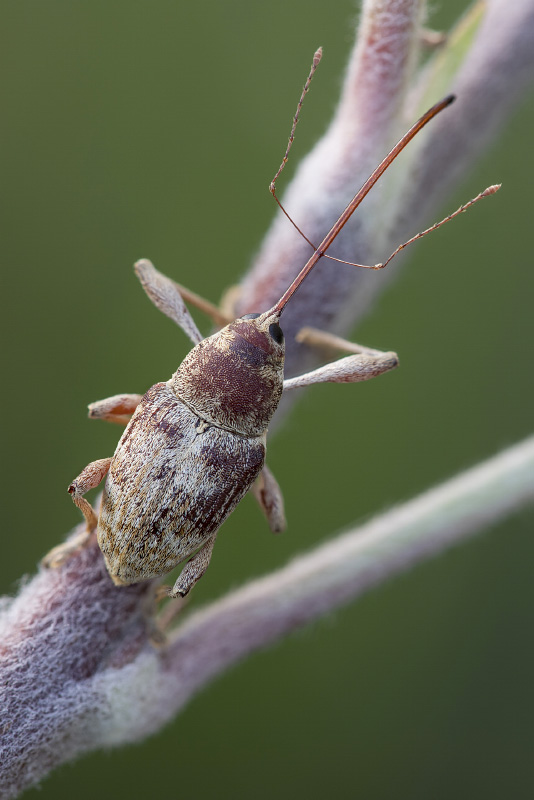 Curculio elephas 