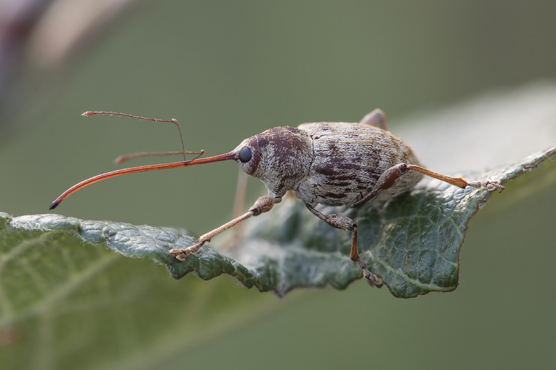 Curculio elephas 