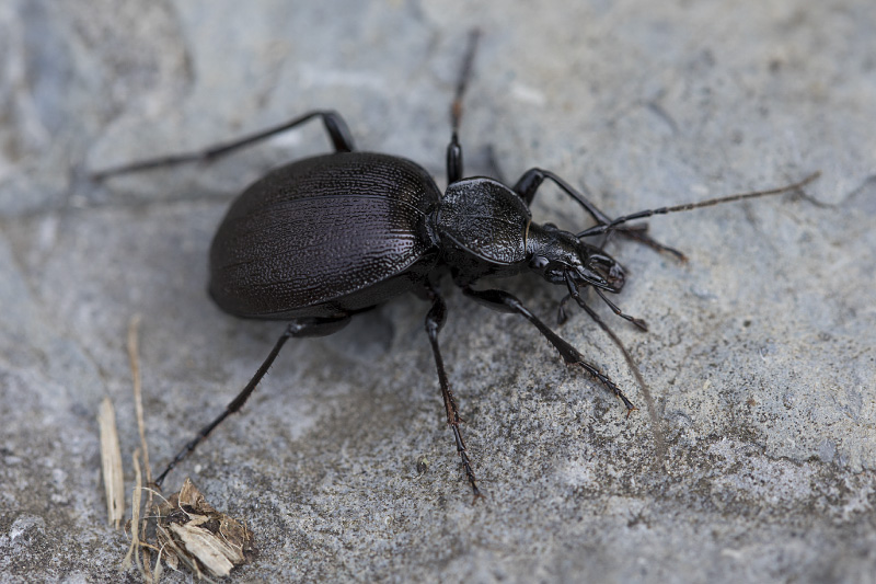 Cychrus caraboides 