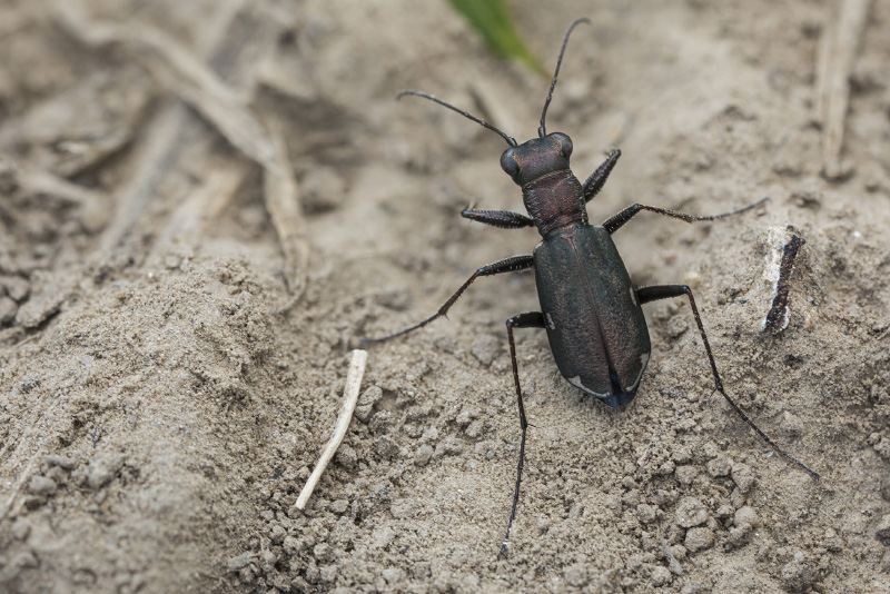 Cylindera germanica 