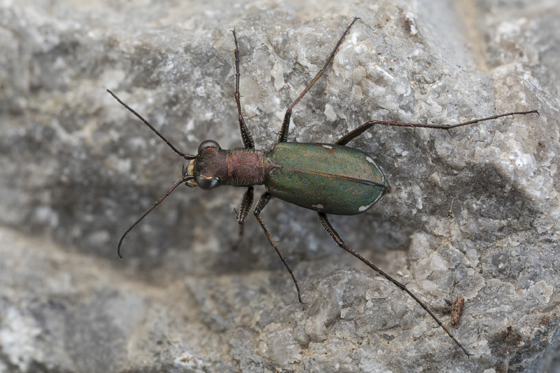 Cylindera germanica 