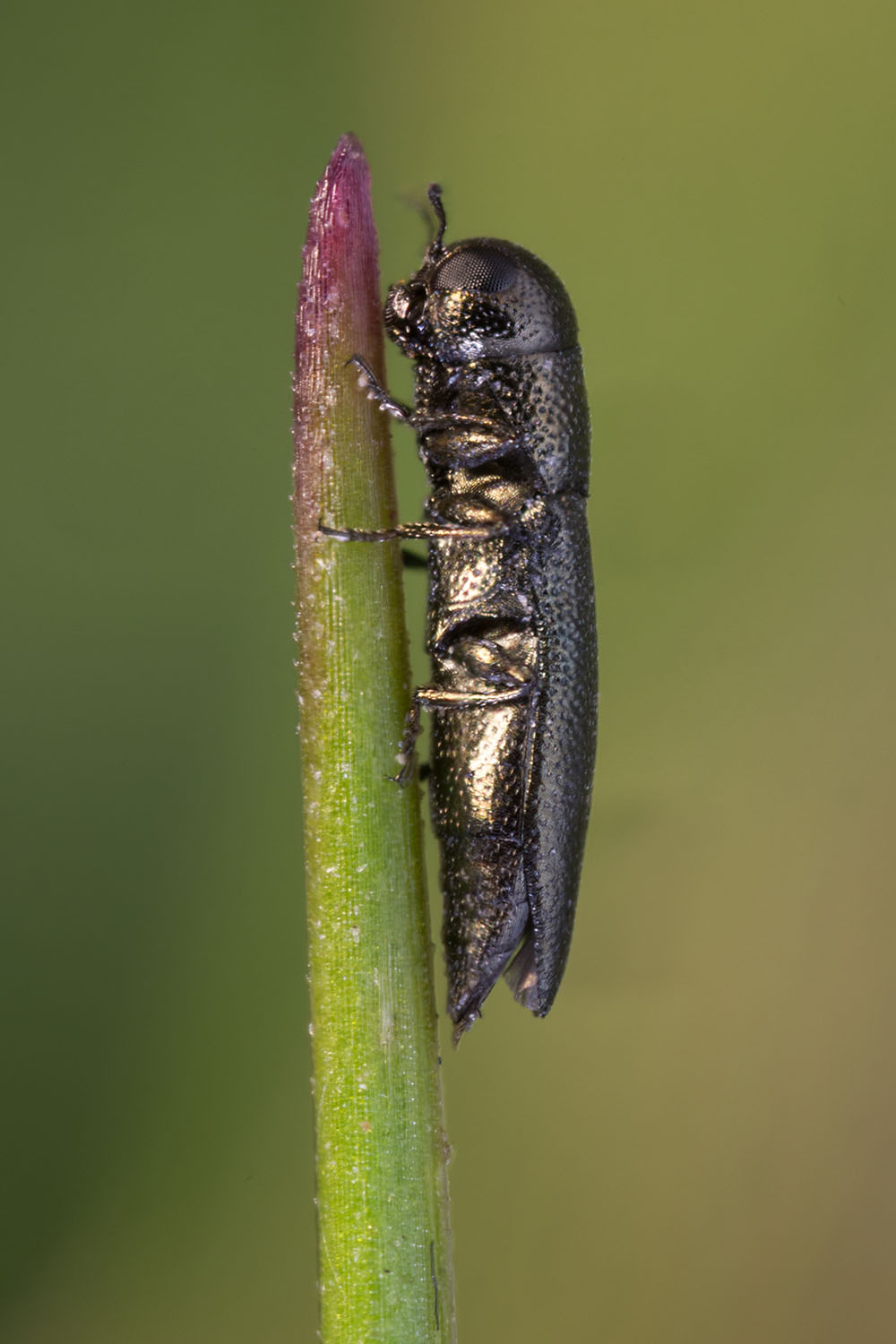 Cylindromorphus bohemicus 