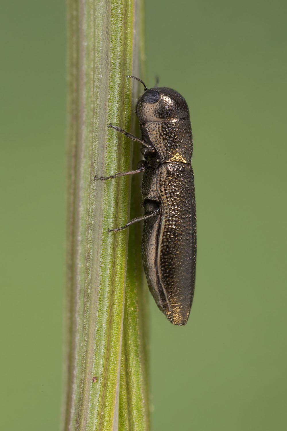 Cylindromorphus bohemicus 