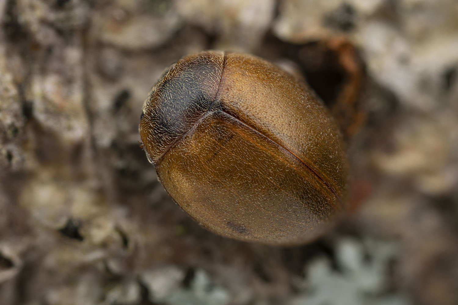 Cynegetis impunctata 