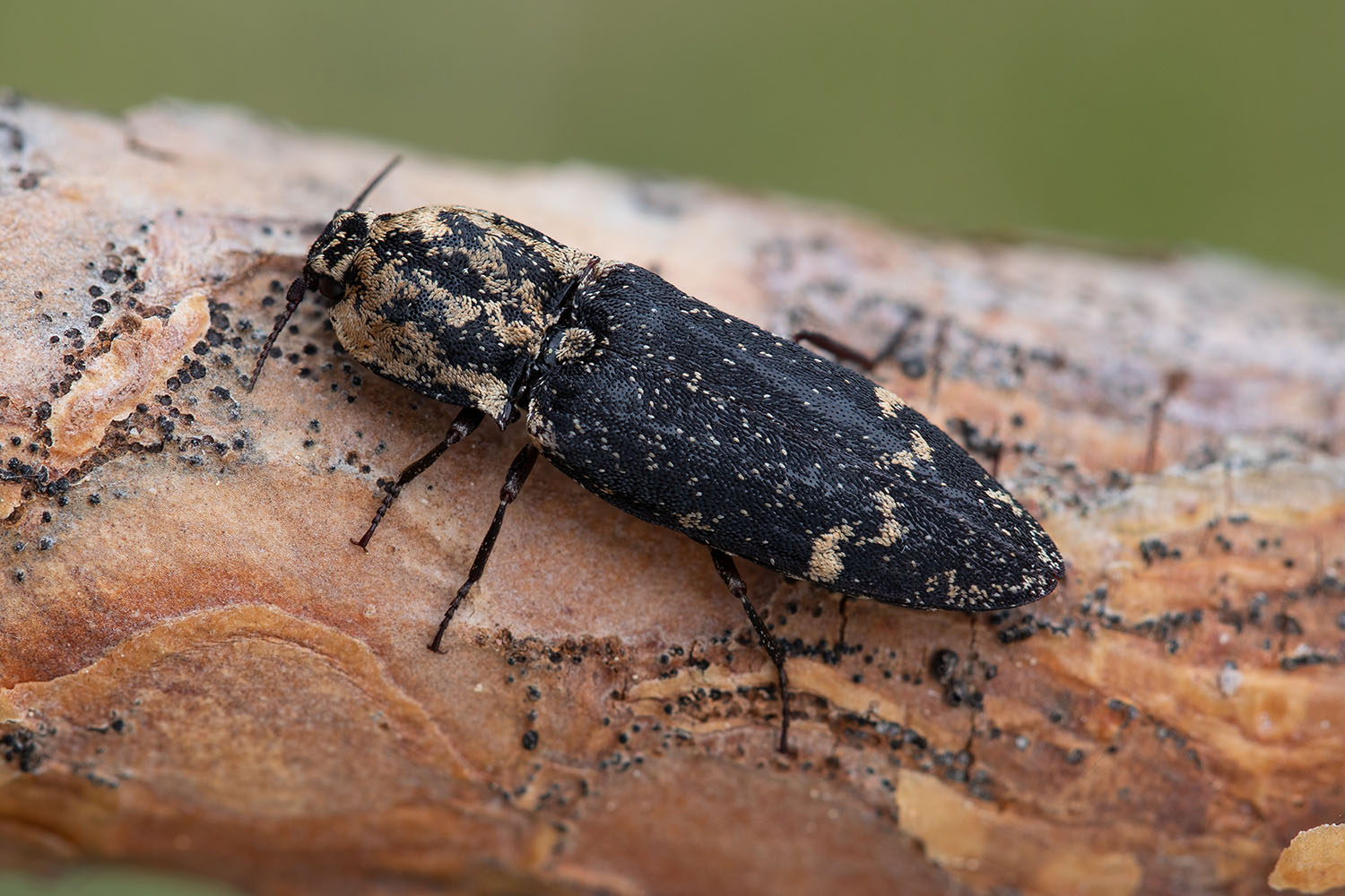 Danosoma fasciatum 