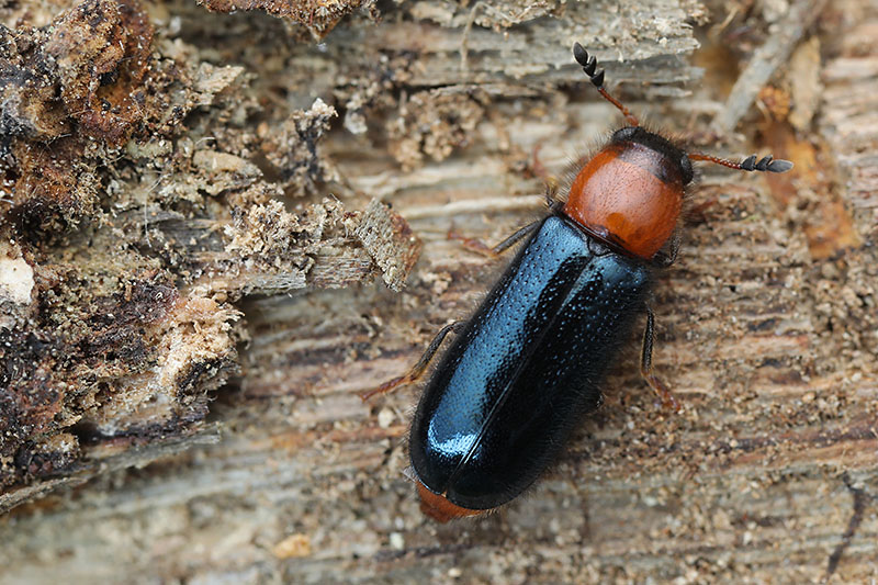 Dermestoides sanguinicollis 