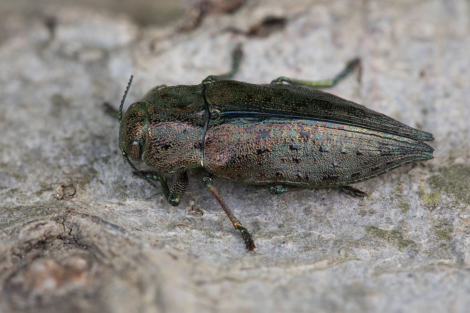 Dicerca berolinensis 