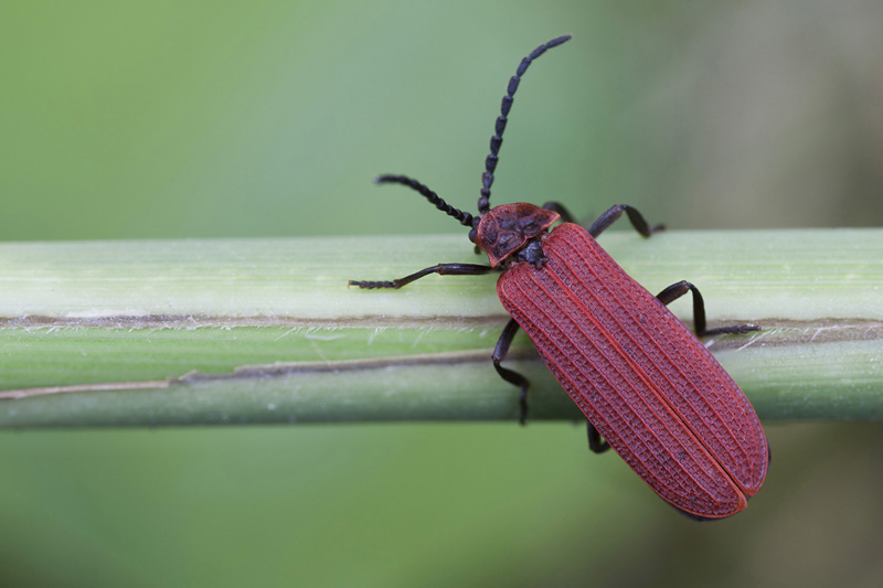 Dictyoptera aurora 