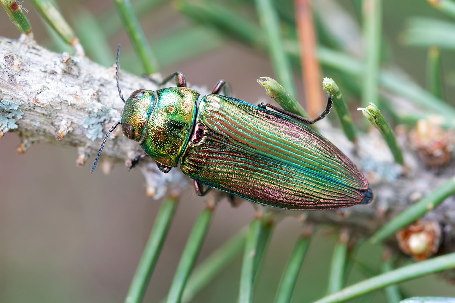 Eurythyrea austriaca 