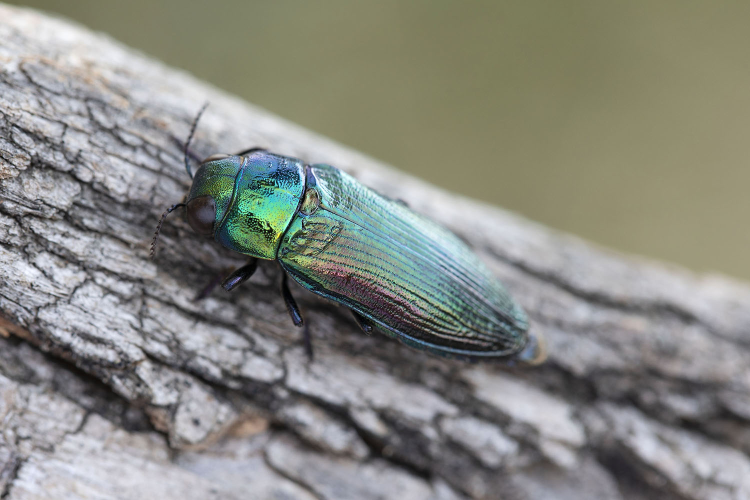 Eurythyrea austriaca 