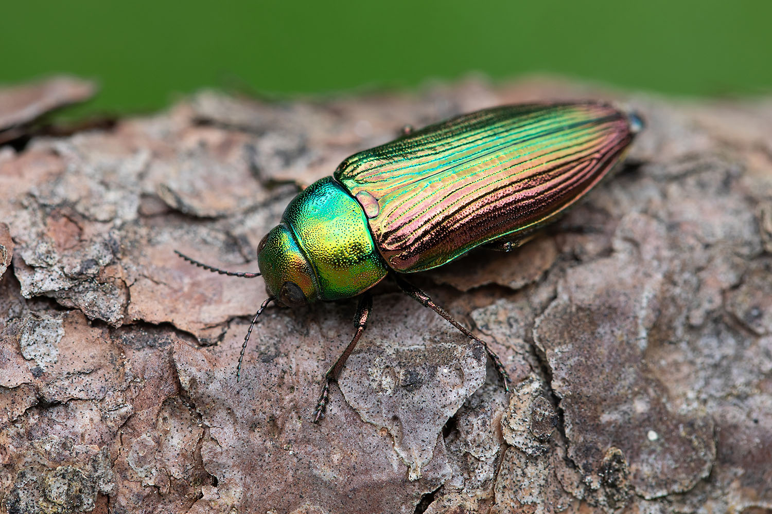 Eurythyrea austriaca 