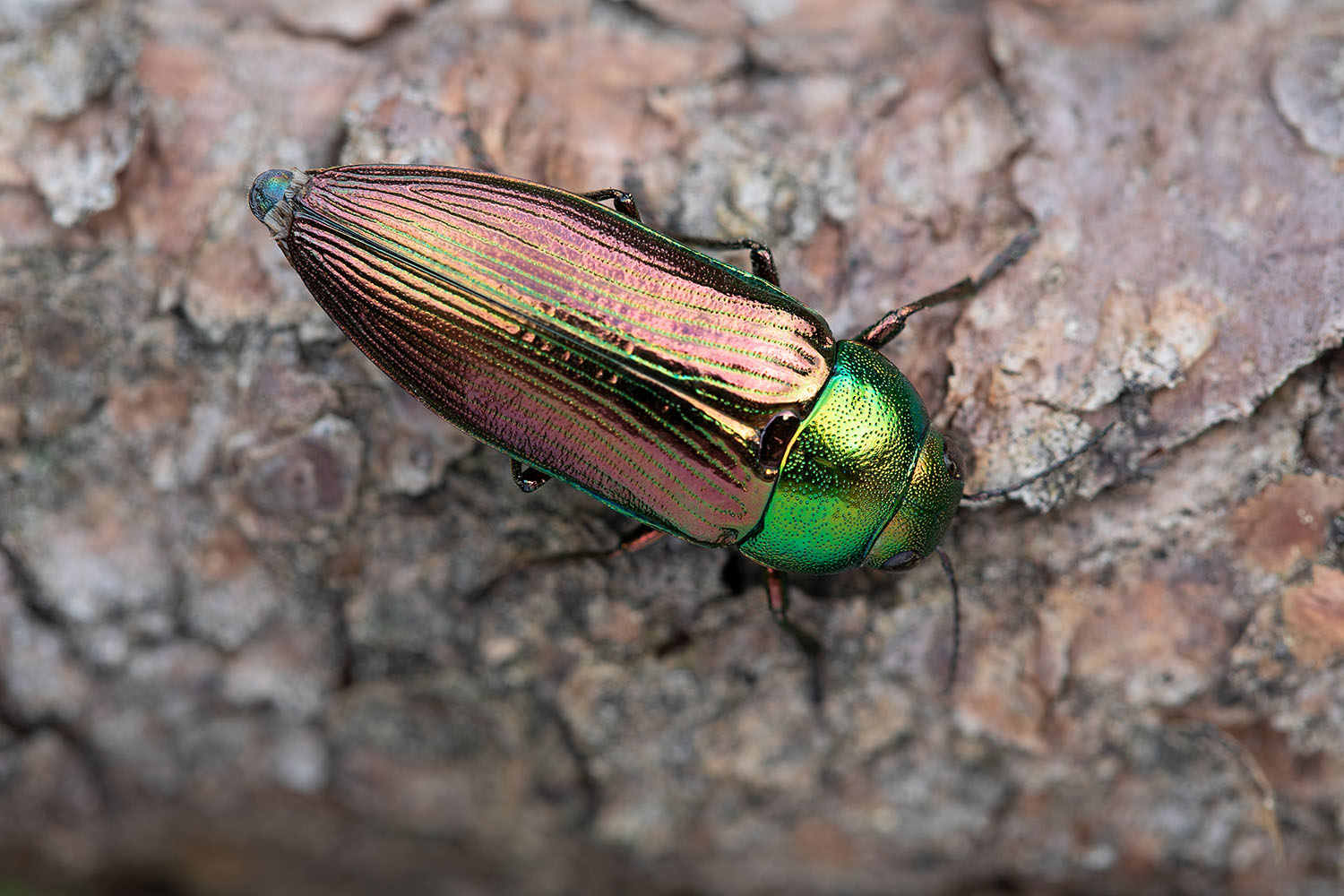 Eurythyrea austriaca 