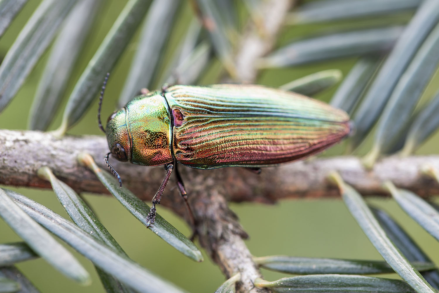 Eurythyrea austriaca 