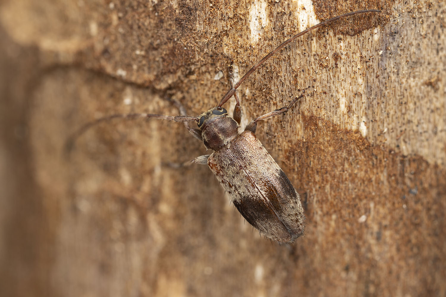 Exocentrus punctipennis 