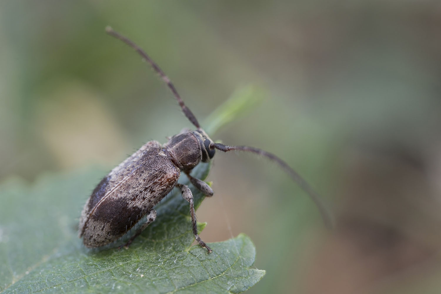 Exocentrus punctipennis 