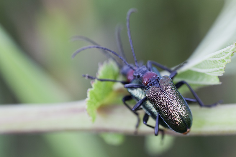 Gaurotes virginea thalassina