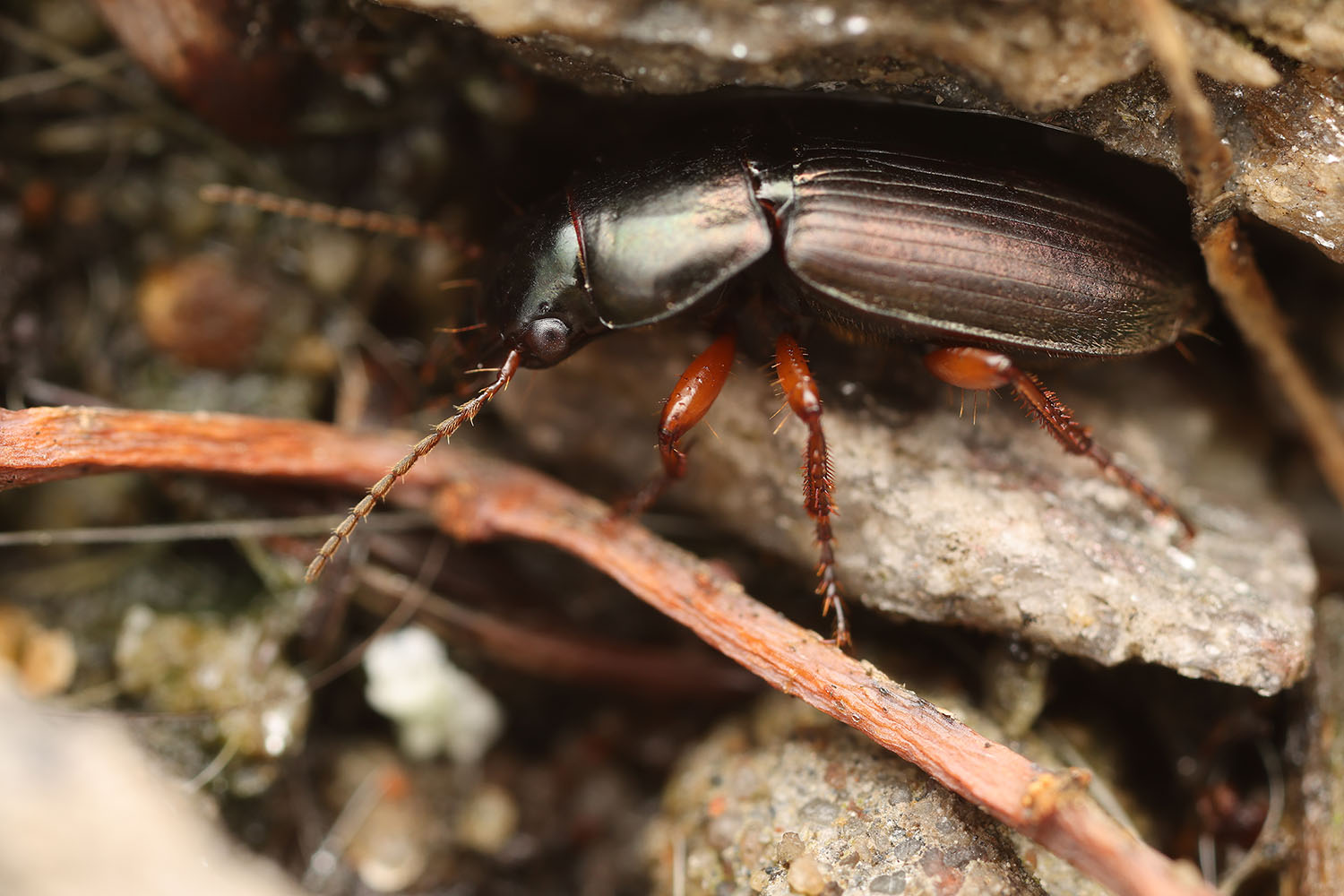 Harpalus sp01 