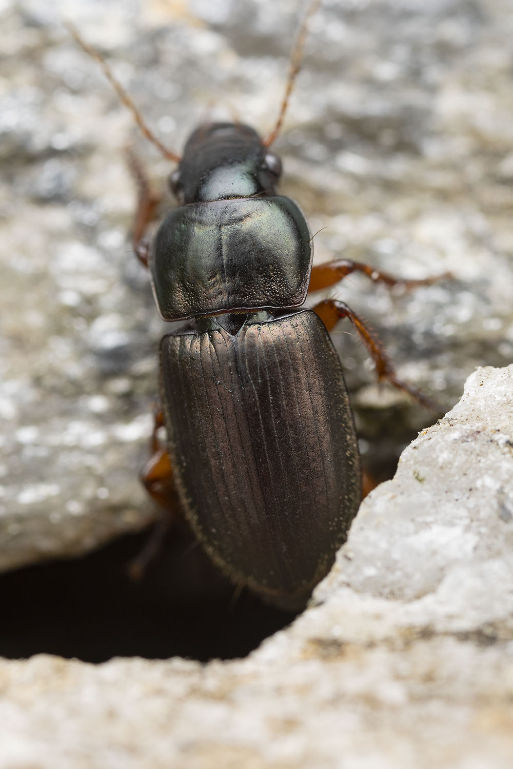 Harpalus sp01 