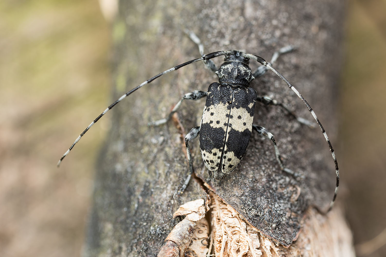 Leiopus punctulatus 