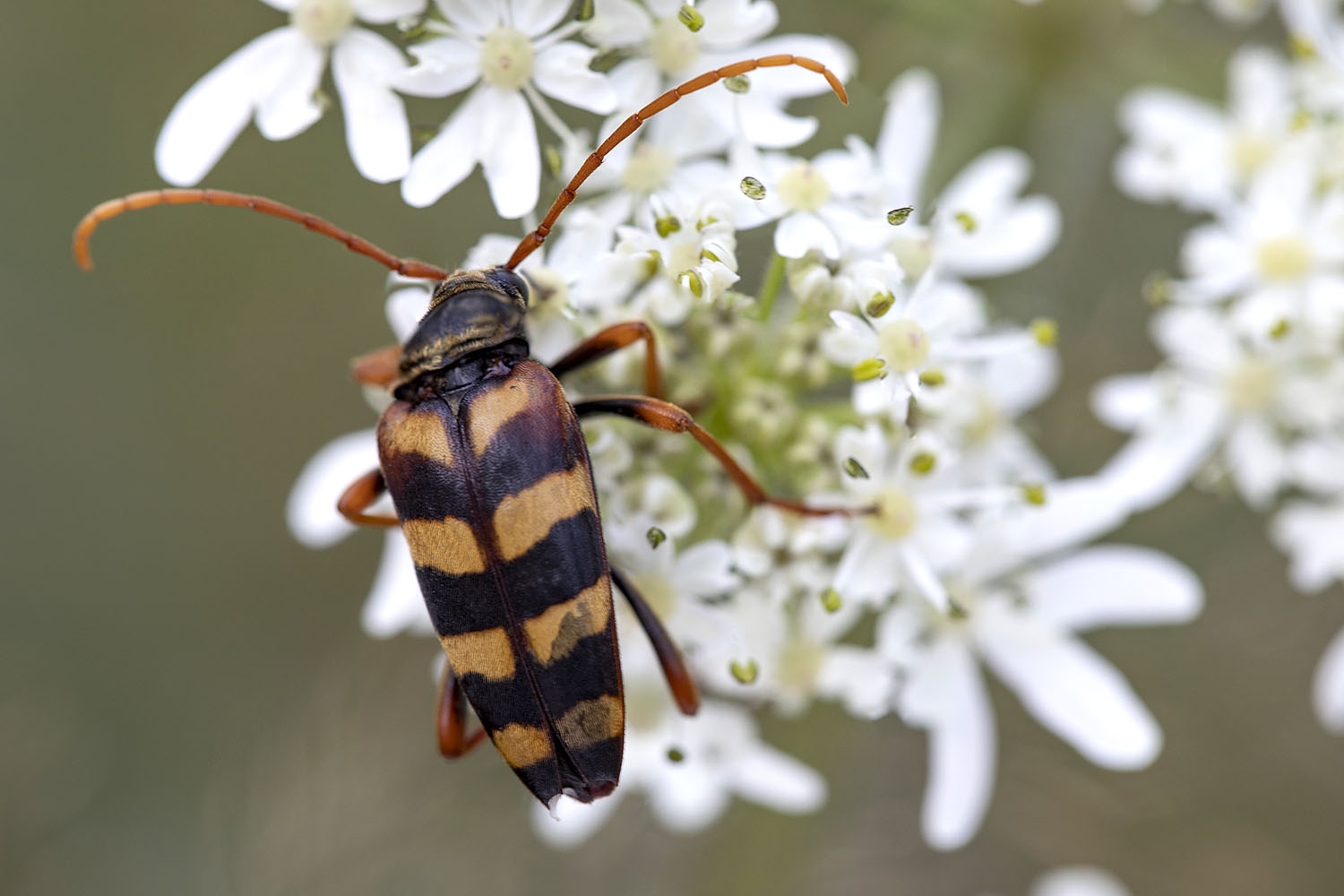 Leptura aurulenta 