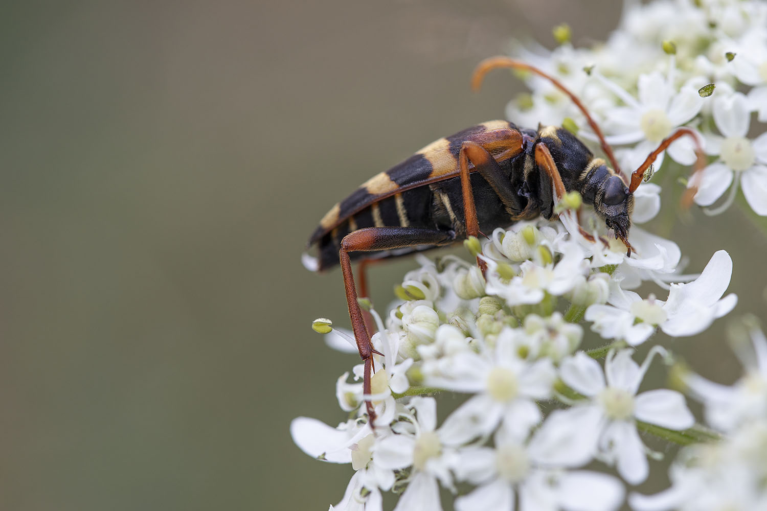 Leptura aurulenta 