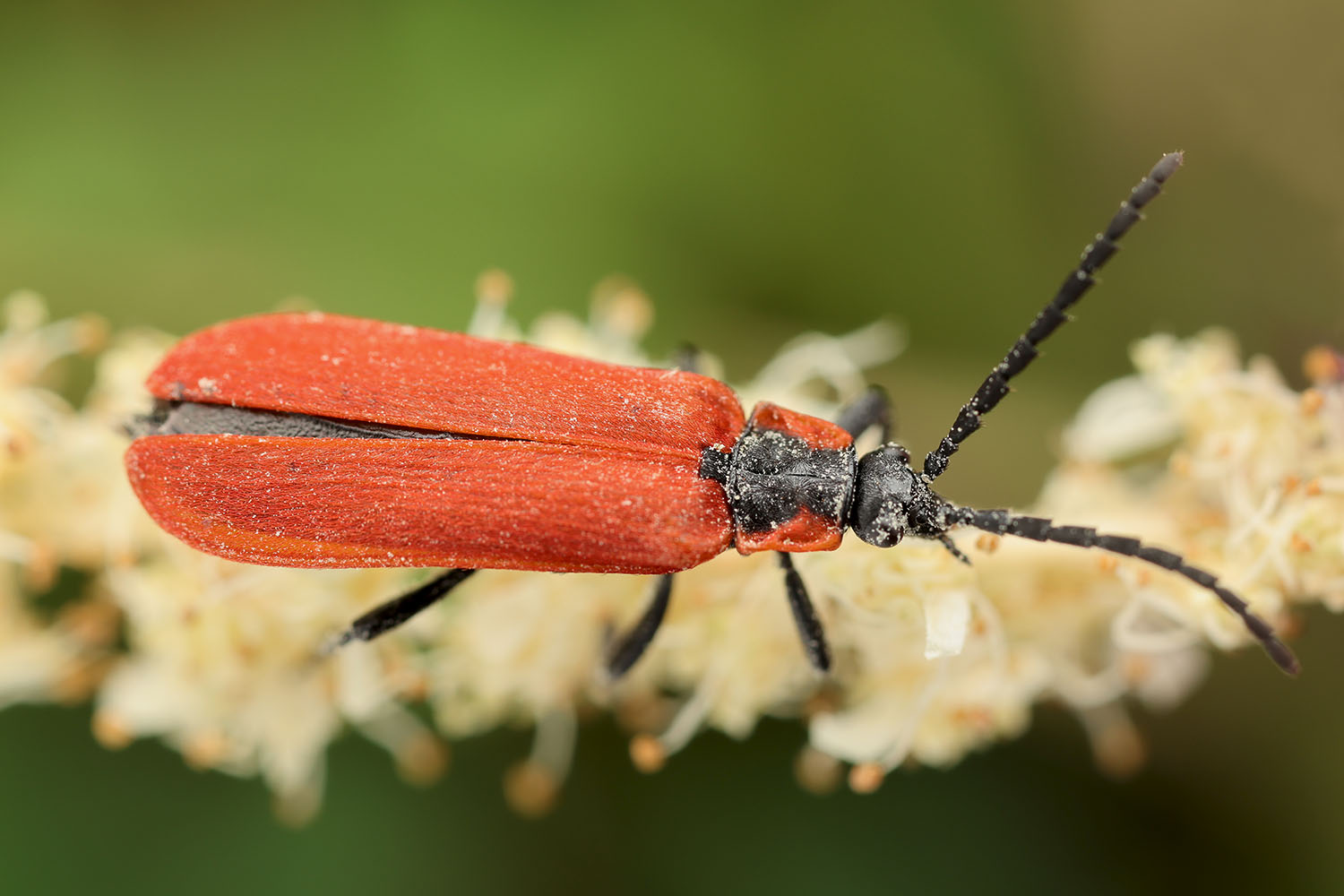 Lygistopterus sanguineus 