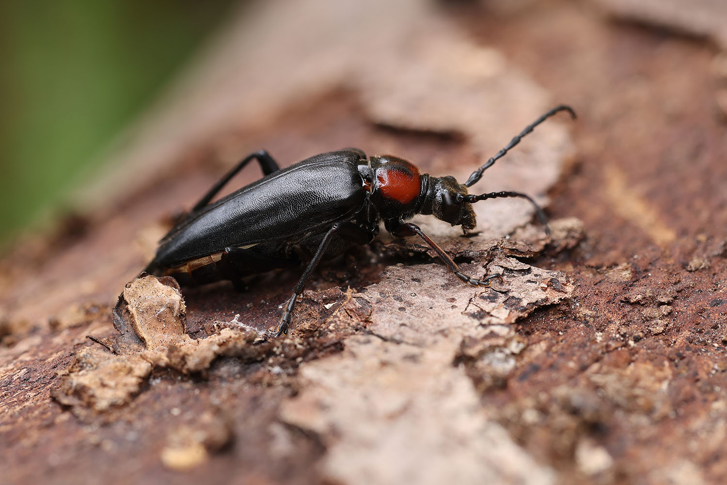 Macroleptura thoracica 