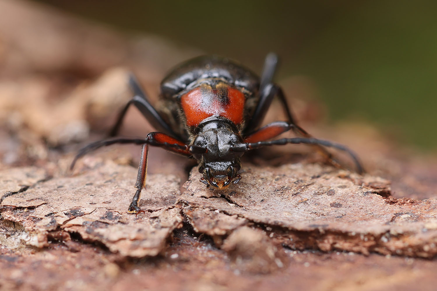 Macroleptura thoracica 